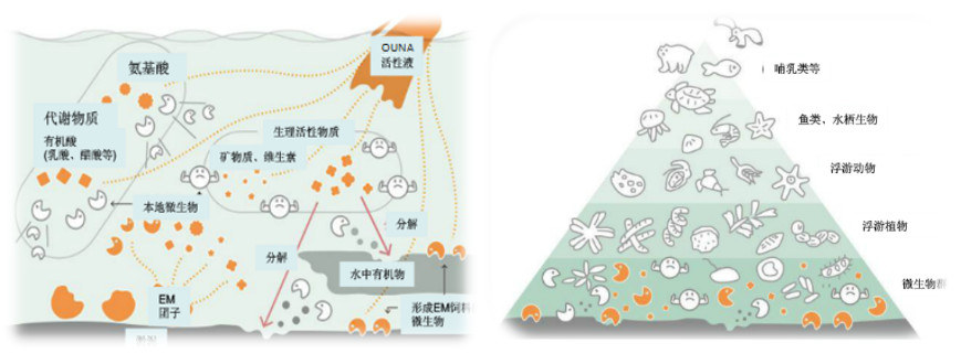 水環(huán)境治理與生態(tài)修復(fù)